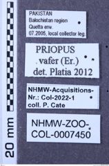 Etiketten zu Priopus vafer (NHMW-ZOO-COL-0007450)